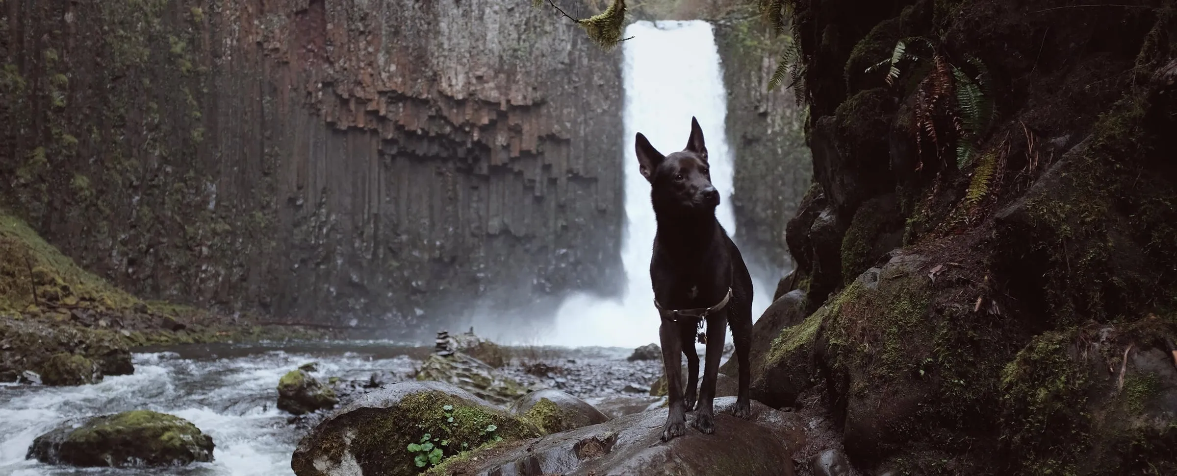 A black dog standing on a mossy boulder below a waterfall in the Oregon woods