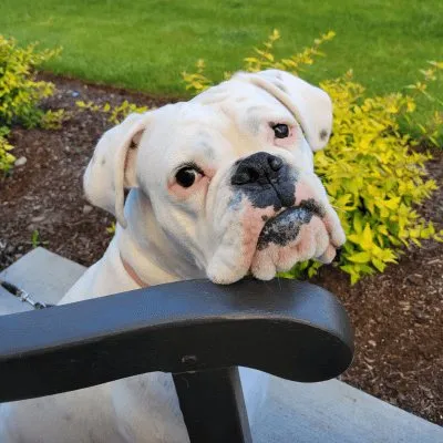 A white boxer leaning on a chair in the garden
