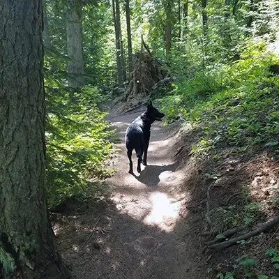 A black dog on a mossy forest trail