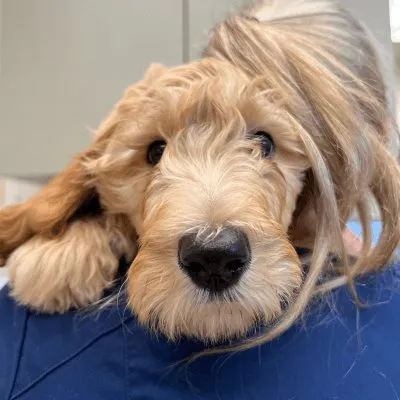 A fluffy goldendoodle resting its chin on a team member's shoulder
