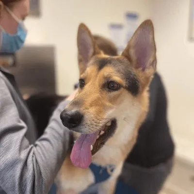 A happy shepherd mix getting attention from the team