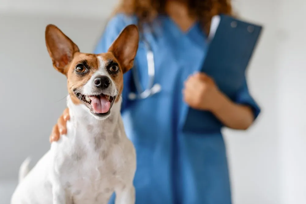 Veterinary nurse with a clipboard and a happy terrier